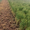 EOI Barley Hay 225ac super conditioned