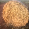 wheaten hay in rolls 