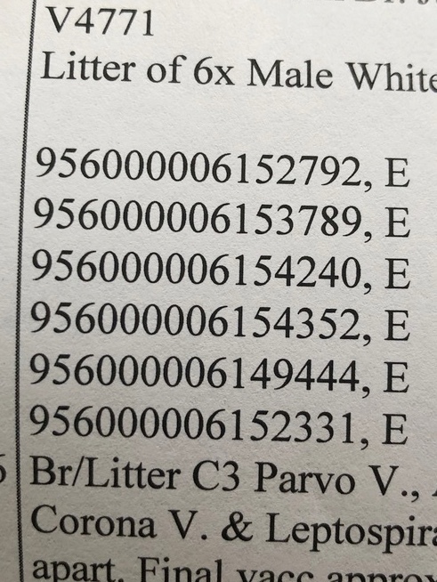 Maremma Puppies x5 Males 