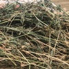 Irrigated Lucerne Hay in Round Bales