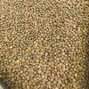 Hurricane Lentils For sale