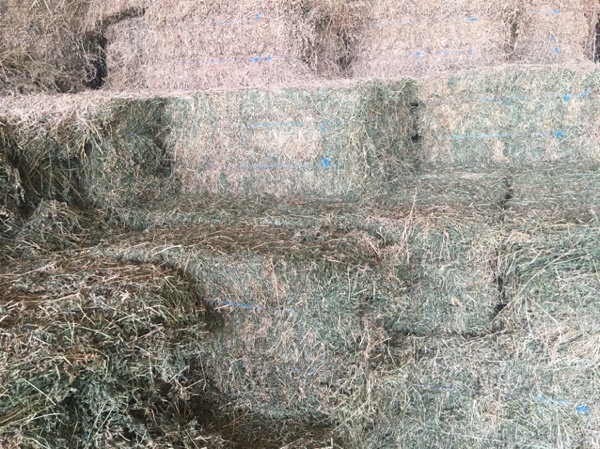 Lucerne small squares