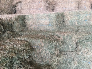 Lucerne small squares