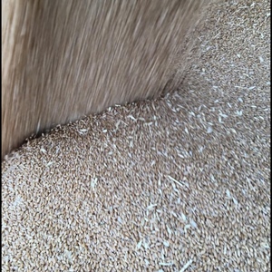 ASW Wheat