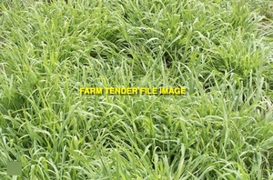 2mt Premier Digit Seed