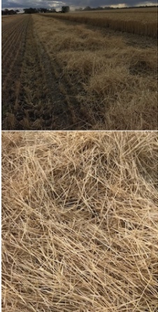 Irrigated Wheaten Straw 8x4x3 Bales