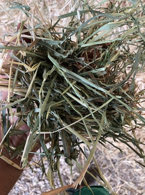 250mt Ryegrass/Clover Hay 640kg 8x4x3 Bales