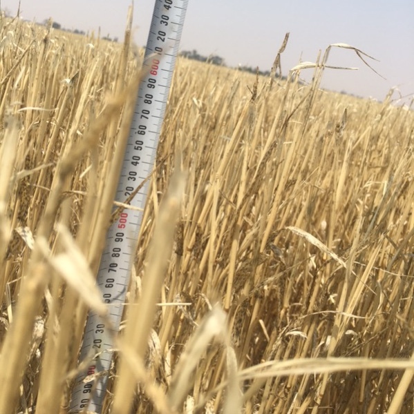 Windrowed Stripper Straw For Sale in 8x4x3's 150/mt Wheaten Approx and barley to come!!