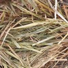Wheaten hay