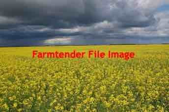 Dual Purpose Canola Seed For Sale