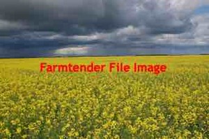 Dual Purpose Canola Seed For Sale