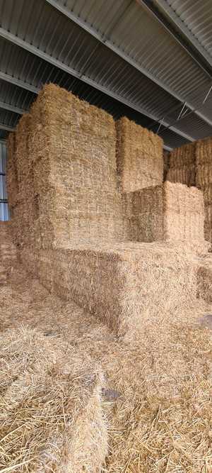 Wheaten Hay Small Square Bales