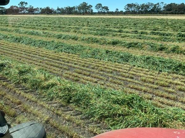 500mt Barley Hay 8x4x3 Bales 'New Season'