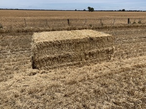 Barley straw 