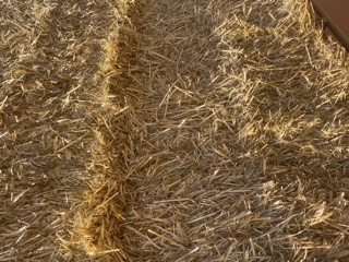 Barley straw/header tailings 