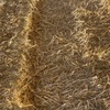 Barley straw/header tailings 