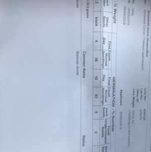 Arrowleaf Clover Seed