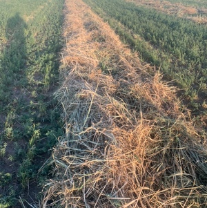 Lucerne Hay