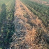 Lucerne Hay