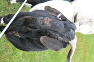 boer goat for sale