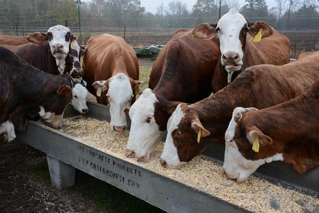 FT Pasture Replacer - Beef and Sheep Maintenance Pellet - 12%CP (P/C 3471)