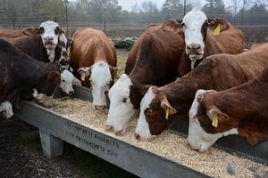 FT Pasture Replacer - Beef and Sheep Maintenance Pellet - 12%CP (P/C 3471)