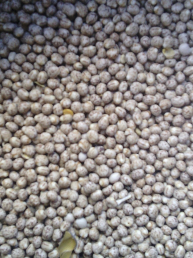 URGENT - WANTED 25T Mandelup Lupins for Seed