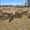 160 Prime line Maternal Ewes 18-19 months old