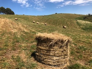 Meadow Hay lots of clover 4x4 rounds plus a few large