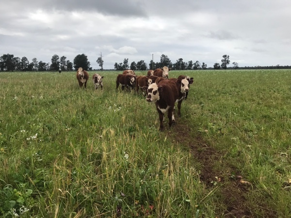 Station mated Hereford Cow w/calves at foot