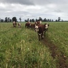 Station mated Hereford Cow w/calves at foot