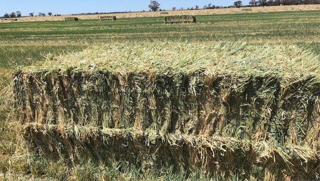 Barley Hay 650-700kg 8x4x3 Bales