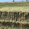 Barley Hay 650-700kg 8x4x3 Bales