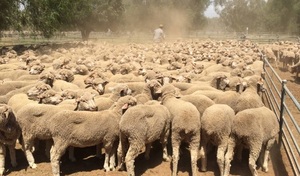 WANTED 10-15 x Wethers any age/breed 