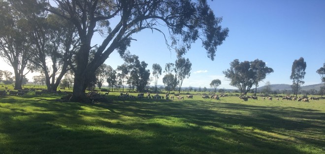 Well bred Merino Ewes with lambs at foot