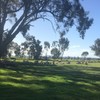 Well bred Merino Ewes with lambs at foot
