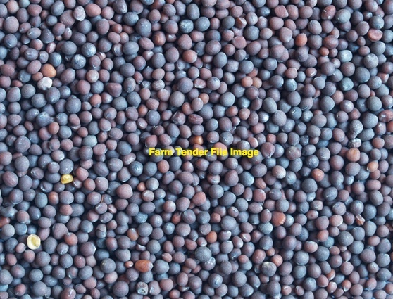 Vetch Seed - Appox. 100mt - Cleaned