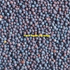 Vetch Seed - Appox. 100mt - Cleaned