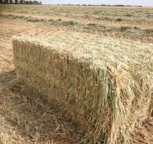Shedded Wheaten Hay For Sale delivered in HD 8x4x3’s