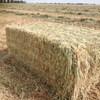 Shedded Wheaten Hay For Sale delivered in HD 8x4x3’s