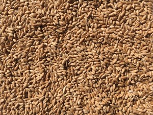 120 m/t of Triticale For Sale