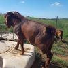 Red Boer Bucks for Sale