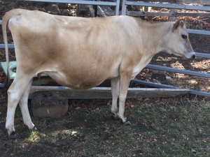 Jersey Heifers, A2, springing very quite. Choice of 2.