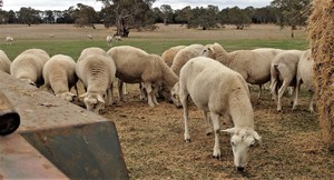  Wiltipoll Ewes  Stud Quality  Pure Bred