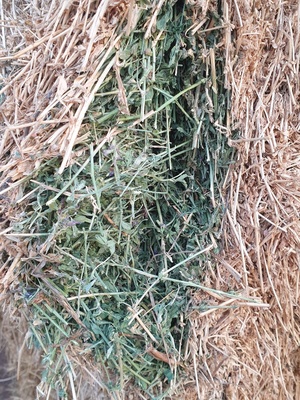 IRRIGATED, QUALITY, LUCERNE