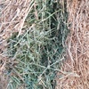 IRRIGATED, QUALITY, LUCERNE