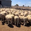150 x Crossbred Ewes For Sale 