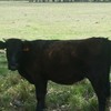 Angus X Heifers