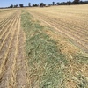 500 m/t New Season Wheaten Hay 8x4x3 Baling Now!