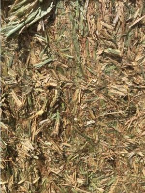 Wheaten Hay 8x4x3 and 5x4 rounds available